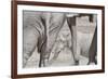 Bull Elephants, Loxodonta Africana, at a Watering Hole in Etosha National Park, Namibia-Alex Saberi-Framed Photographic Print