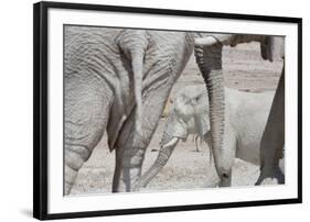 Bull Elephants, Loxodonta Africana, at a Watering Hole in Etosha National Park, Namibia-Alex Saberi-Framed Photographic Print