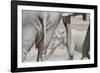 Bull Elephants, Loxodonta Africana, at a Watering Hole in Etosha National Park, Namibia-Alex Saberi-Framed Photographic Print