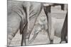 Bull Elephants, Loxodonta Africana, at a Watering Hole in Etosha National Park, Namibia-Alex Saberi-Mounted Photographic Print