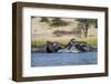 Bull Elephants Playing, Makgadikgadi Pans National Park, Botswana-Paul Souders-Framed Photographic Print