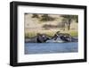 Bull Elephants Playing, Makgadikgadi Pans National Park, Botswana-Paul Souders-Framed Photographic Print