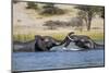 Bull Elephants Playing, Makgadikgadi Pans National Park, Botswana-Paul Souders-Mounted Photographic Print