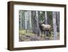 Bull Elk after a mud bath-Ken Archer-Framed Photographic Print