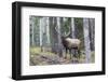 Bull Elk after a mud bath-Ken Archer-Framed Photographic Print