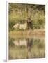 Bull Elk Along Madison River, Yellowstone National Park, Wyoming-Adam Jones-Framed Photographic Print