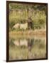 Bull Elk Along Madison River, Yellowstone National Park, Wyoming-Adam Jones-Framed Photographic Print