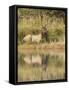 Bull Elk Along Madison River, Yellowstone National Park, Wyoming-Adam Jones-Framed Stretched Canvas