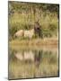 Bull Elk Along Madison River, Yellowstone National Park, Wyoming-Adam Jones-Mounted Photographic Print