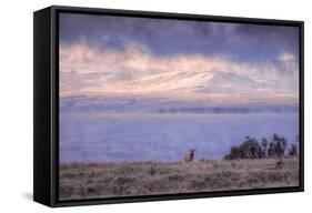 Bull Elk and Misty Yellowstone Lake-Vincent James-Framed Stretched Canvas
