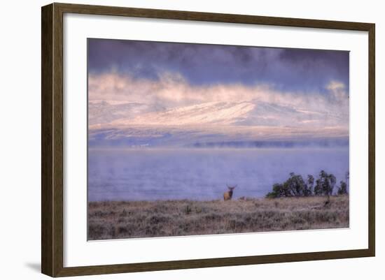 Bull Elk and Misty Yellowstone Lake-Vincent James-Framed Photographic Print