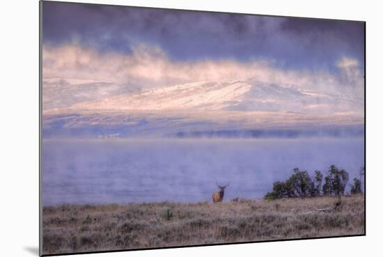 Bull Elk and Misty Yellowstone Lake-Vincent James-Mounted Photographic Print