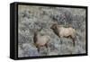 Bull elk approaching cow elk or wapiti, Yellowstone National Park, Wyoming-Adam Jones-Framed Stretched Canvas