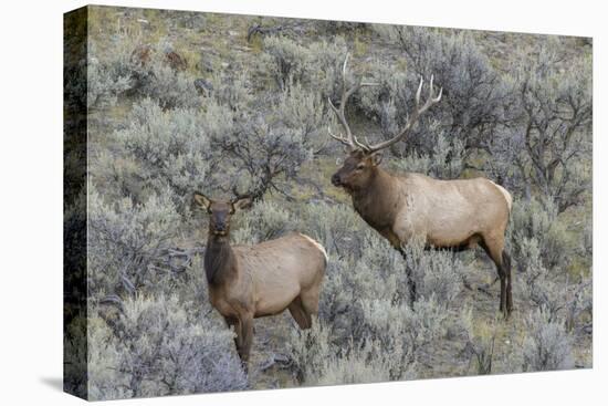 Bull elk approaching cow elk or wapiti, Yellowstone National Park, Wyoming-Adam Jones-Stretched Canvas