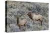 Bull elk approaching cow elk or wapiti, Yellowstone National Park, Wyoming-Adam Jones-Stretched Canvas