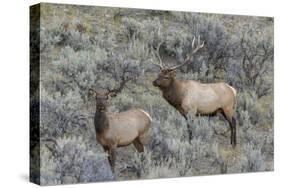 Bull elk approaching cow elk or wapiti, Yellowstone National Park, Wyoming-Adam Jones-Stretched Canvas