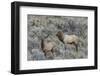 Bull elk approaching cow elk or wapiti, Yellowstone National Park, Wyoming-Adam Jones-Framed Photographic Print