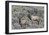 Bull elk approaching cow elk or wapiti, Yellowstone National Park, Wyoming-Adam Jones-Framed Photographic Print