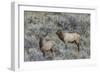 Bull elk approaching cow elk or wapiti, Yellowstone National Park, Wyoming-Adam Jones-Framed Photographic Print