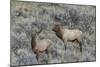 Bull elk approaching cow elk or wapiti, Yellowstone National Park, Wyoming-Adam Jones-Mounted Photographic Print