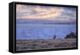 Bull Elk at Continental Divide - Yellowstone Lake-Vincent James-Framed Stretched Canvas