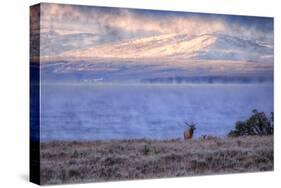 Bull Elk at Continental Divide - Yellowstone Lake-Vincent James-Stretched Canvas