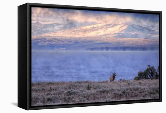 Bull Elk at Continental Divide - Yellowstone Lake-Vincent James-Framed Stretched Canvas