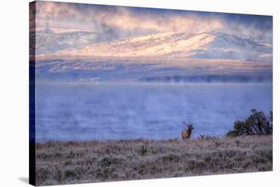 Bull Elk at Continental Divide - Yellowstone Lake-Vincent James-Stretched Canvas