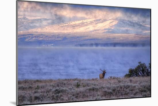 Bull Elk at Continental Divide - Yellowstone Lake-Vincent James-Mounted Premium Photographic Print