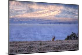 Bull Elk at Continental Divide - Yellowstone Lake-Vincent James-Mounted Premium Photographic Print