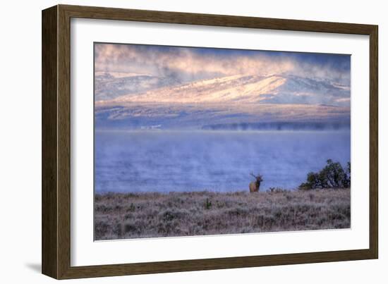 Bull Elk at Continental Divide - Yellowstone Lake-Vincent James-Framed Photographic Print