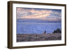 Bull Elk at Continental Divide - Yellowstone Lake-Vincent James-Framed Photographic Print
