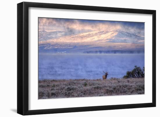 Bull Elk at Continental Divide - Yellowstone Lake-Vincent James-Framed Photographic Print