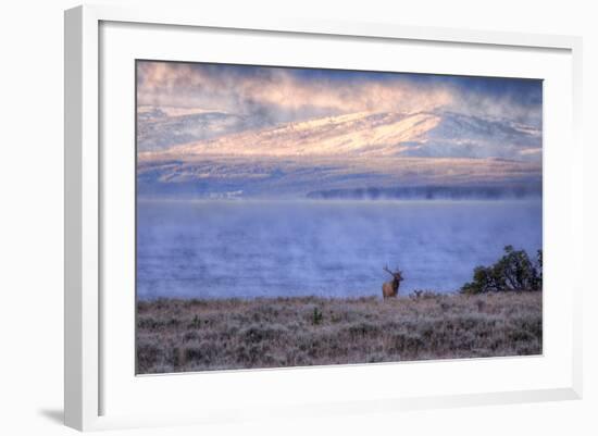 Bull Elk at Continental Divide - Yellowstone Lake-Vincent James-Framed Photographic Print