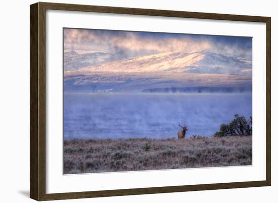 Bull Elk at Continental Divide - Yellowstone Lake-Vincent James-Framed Photographic Print