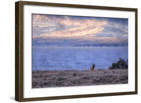 Bull Elk at Continental Divide - Yellowstone Lake-Vincent James-Framed Photographic Print