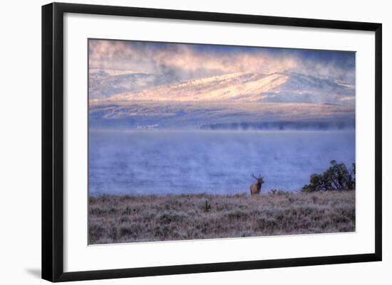 Bull Elk at Continental Divide - Yellowstone Lake-Vincent James-Framed Photographic Print