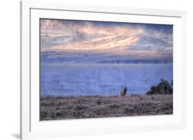 Bull Elk at Continental Divide - Yellowstone Lake-Vincent James-Framed Photographic Print