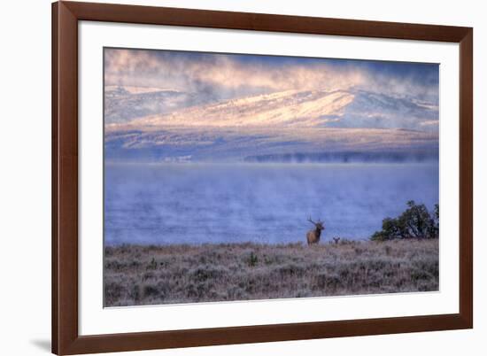 Bull Elk at Continental Divide - Yellowstone Lake-Vincent James-Framed Photographic Print