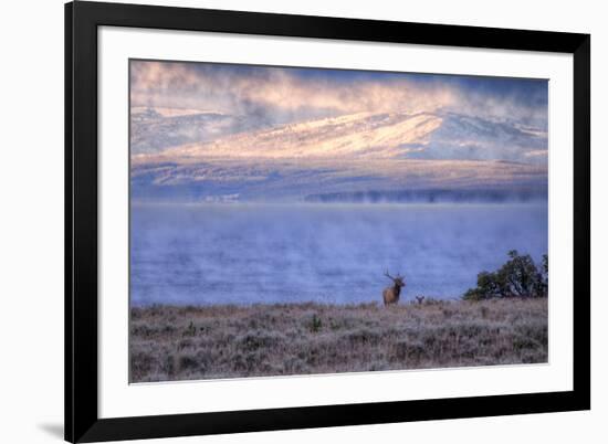 Bull Elk at Continental Divide - Yellowstone Lake-Vincent James-Framed Photographic Print