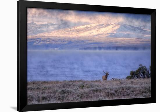 Bull Elk at Continental Divide - Yellowstone Lake-Vincent James-Framed Photographic Print