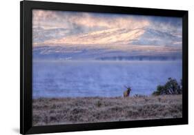 Bull Elk at Continental Divide - Yellowstone Lake-Vincent James-Framed Photographic Print