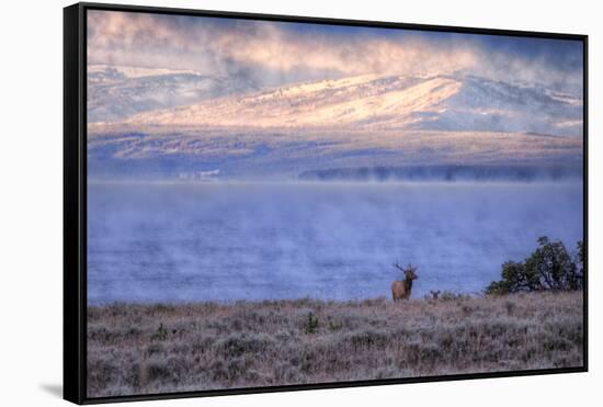 Bull Elk at Continental Divide - Yellowstone Lake-Vincent James-Framed Stretched Canvas