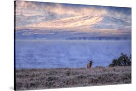 Bull Elk at Continental Divide - Yellowstone Lake-Vincent James-Stretched Canvas