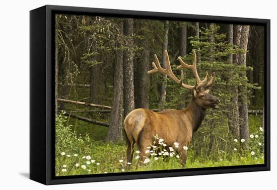 Bull Elk, Bow Valley Parkway, Banff National Park, Alberta, Canada-Michel Hersen-Framed Stretched Canvas