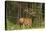 Bull Elk, Bow Valley Parkway, Banff National Park, Alberta, Canada-Michel Hersen-Stretched Canvas