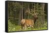 Bull Elk, Bow Valley Parkway, Banff National Park, Alberta, Canada-Michel Hersen-Framed Stretched Canvas