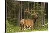 Bull Elk, Bow Valley Parkway, Banff National Park, Alberta, Canada-Michel Hersen-Stretched Canvas