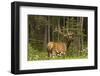 Bull Elk, Bow Valley Parkway, Banff National Park, Alberta, Canada-Michel Hersen-Framed Photographic Print