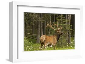 Bull Elk, Bow Valley Parkway, Banff National Park, Alberta, Canada-Michel Hersen-Framed Photographic Print